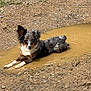 Willow joined the competition — help win amazing prizes! dog, muddy_puddle, outdoor, earth, relaxed, animal, canine, mud, laying_down, nature, fur, pet, one_animal, wet, ears, grass, gravel, ground, playful, brown