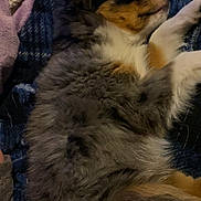 Willow is registered to the contest to win money with this photo: dog, sleeping, fluffy, fur, close_up, cozy, blanket, relaxed, pet, animal, indoor, comfort, resting, cute, side_view, soft, calm, mammal, young, peaceful