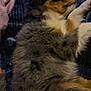 dog, sleeping, fluffy, fur, close_up, cozy, blanket, relaxed, pet, animal, indoor, comfort, resting, cute, side_view, soft, calm, mammal, young, peaceful