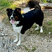 Rustee is registered to the contest to win money with this photo: dog, animal, outdoor, nature, grass, rocks, dirt_path, tail, fur, pet, tongue_out, happy, collar, ears, walking, canine, sunlight, forest_floor, friendly, standing