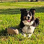 Rustee joined the competition — help win amazing prizes! dog, grass, football, outdoor, sunlight, pet, canine, black_and_white, tongue_out, happy, yard, tree, fence, nature, animal, collar, playing, relaxing, summer, friendly