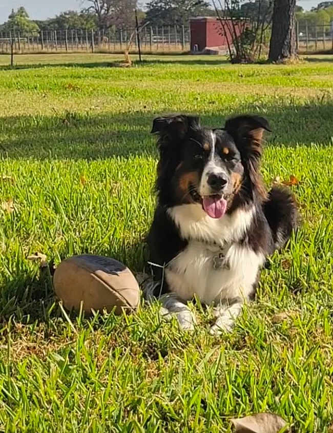 Rustee joined the competition — help win amazing prizes! dog, grass, football, outdoor, sunlight, pet, canine, black_and_white, tongue_out, happy, yard, tree, fence, nature, animal, collar, playing, relaxing, summer, friendly