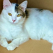 Emma is registered to the contest to win money with this photo: animal, box, cardboard, cat, cute, domestic_cat, ears, feline, fur, indoor, looking_at_camera, mammal, paws, pet, portrait, relaxed, resting, whiskers, white_cat, yellow_eyes