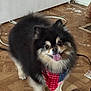 Primo joined the competition — help win amazing prizes! dog, pomeranian, bandana, pet, indoor, floor, wooden_floor, tongue_out, happy, fur, small_dog, standing, animal, canine, cute, domestic_animal, portrait, looking_at_camera, ears, tail