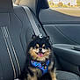 Primo joined the competition — help win amazing prizes! dog, pomeranian, pet, car_interior, seat, harness, blanket, window, sunlight, smiling, tongue_out, fluffy, fur, happy, animal, domestic, transportation, seatbelt, cute, indoor