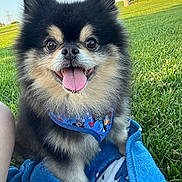 Primo joined the competition — help win amazing prizes! dog, pomeranian, happy, tongue_out, fluffy, pet, grass, outdoor, blanket, sunny, park, canine, small_dog, fur, animal, nature, smiling, blue, cute, leisure