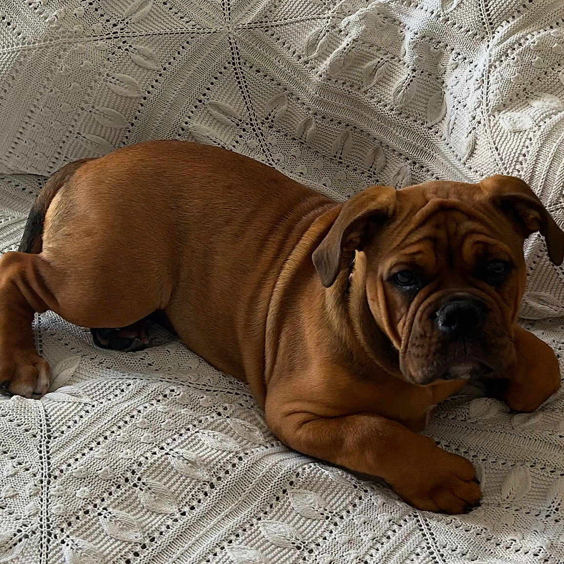 Alba a rejoint le concours — aidez-le/la à gagner de superbes lots ! animal, blanket, brown_fur, bulldog, couch, cozy, dog, ears, eyes, indoor, knitted, looking_at_camera, lying_down, nose, paws, pet, puppy, resting, texture, wrinkles