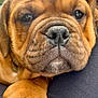 Alba participe au concours pour gagner de l'argent avec cette photo : animal, black_nose, brown_fur, claw, close_up, companion, cute, dog, domestic_animal, face, fur, nose, paw, pet, puppy, resting, sleepy, soft, whiskers, wrinkles