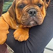 Alba a rejoint le concours — aidez-le/la à gagner de superbes lots ! animal, black_sleeve, brown_fur, calm, close_up, cuddly, cute, dog, domestic_animal, face, fur, holding, outdoor, paw, person, pet, puppy, sleepy, wrinkled_face, young_dog