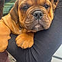 animal, black_sleeve, brown_fur, calm, close_up, cuddly, cute, dog, domestic_animal, face, fur, holding, outdoor, paw, person, pet, puppy, sleepy, wrinkled_face, young_dog