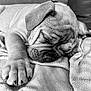 Alba a rejoint le concours — aidez-le/la à gagner de superbes lots ! adorable, animal, black_and_white, blanket, closeup, companion, cute, dog, fur, indoor, nap, paw, pet, puppy, relaxed, sleep, sleeping, soft, texture, wrinkles