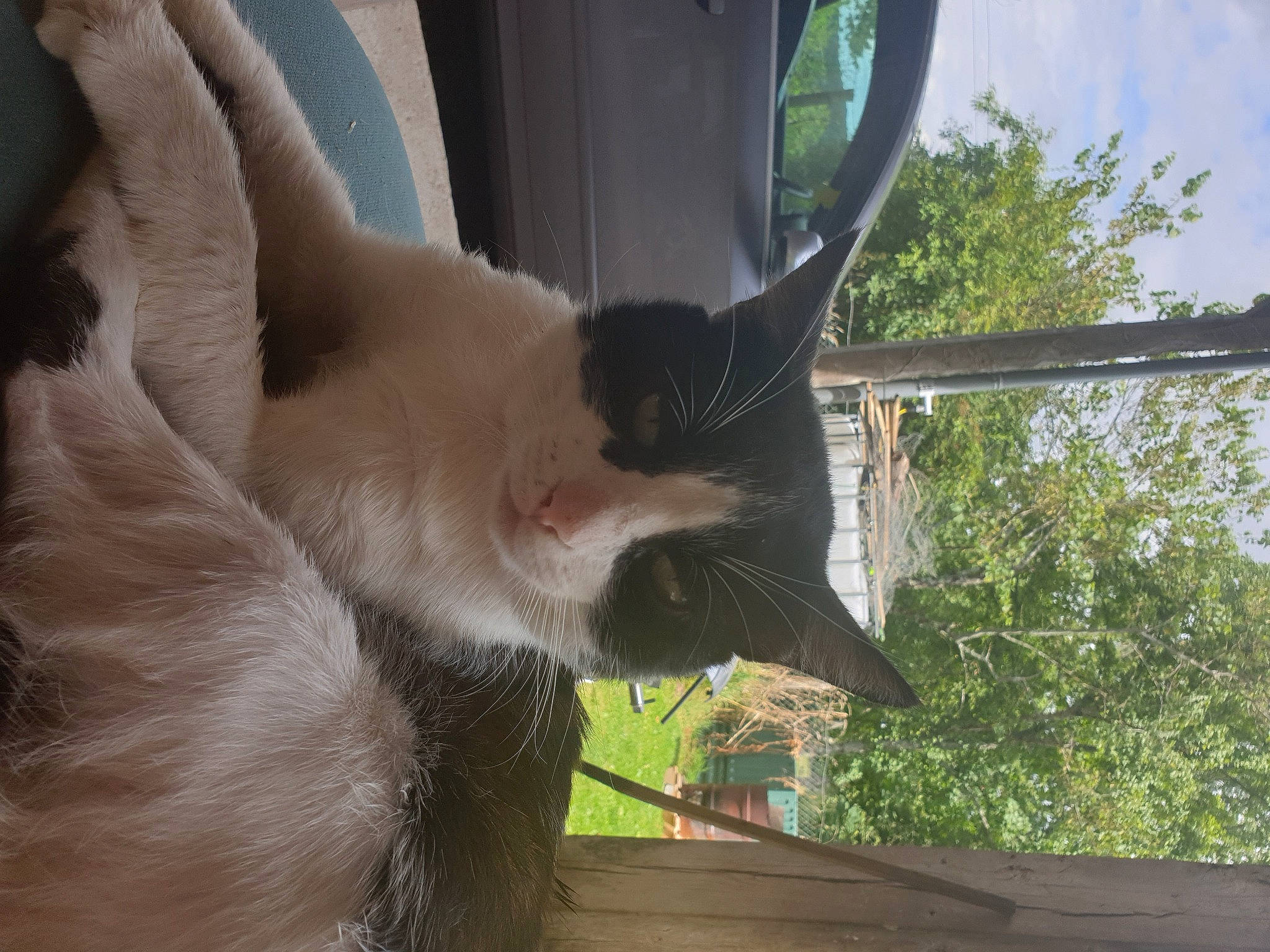 Olympe a rejoint le concours — aidez-le/la à gagner de superbes lots ! balinese, carnivore, cat, collar, dog_breed, domestic_short_haired_cat, fawn, felidae, fur, sky, small_to_medium_sized_cats, snout, tail, terrestrial_animal, thai, tree, whiskers, wildlife, window, wood