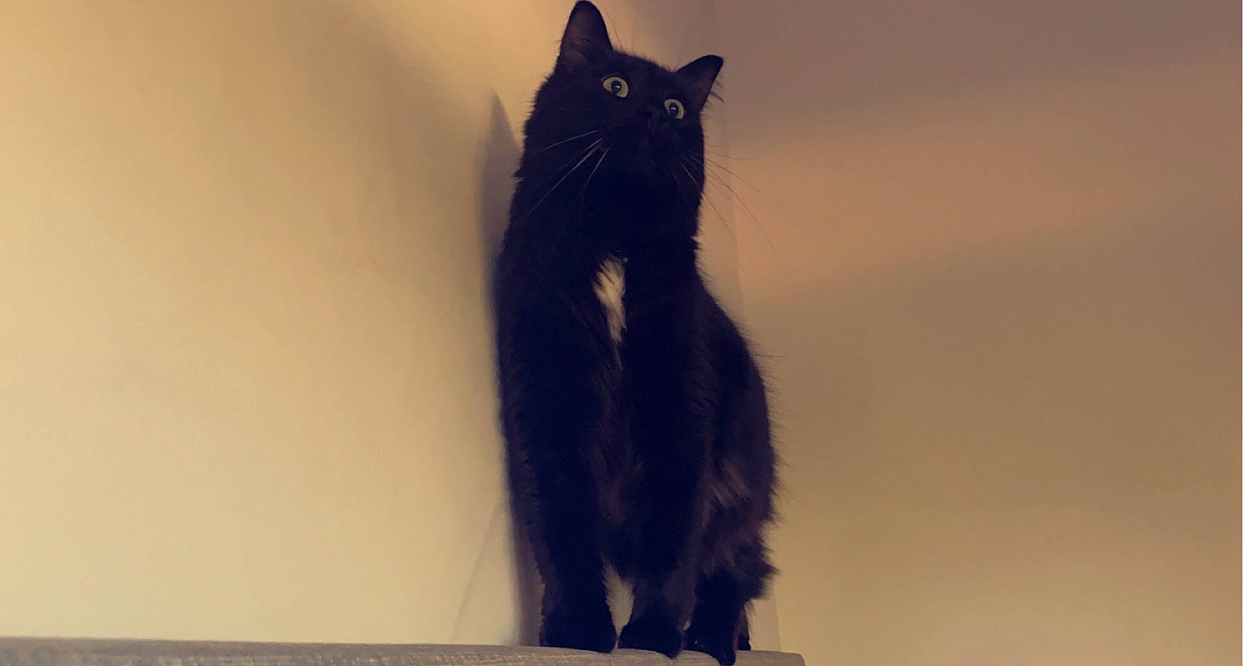 Chocolat participe au concours pour gagner de l'argent avec cette photo : black_cat, carnivore, cat, claw, domestic_short_haired_cat, electric_blue, eye, felidae, formal_wear, fur, iris, shadow, small_to_medium_sized_cats, snout, tail, terrestrial_animal, whiskers, window