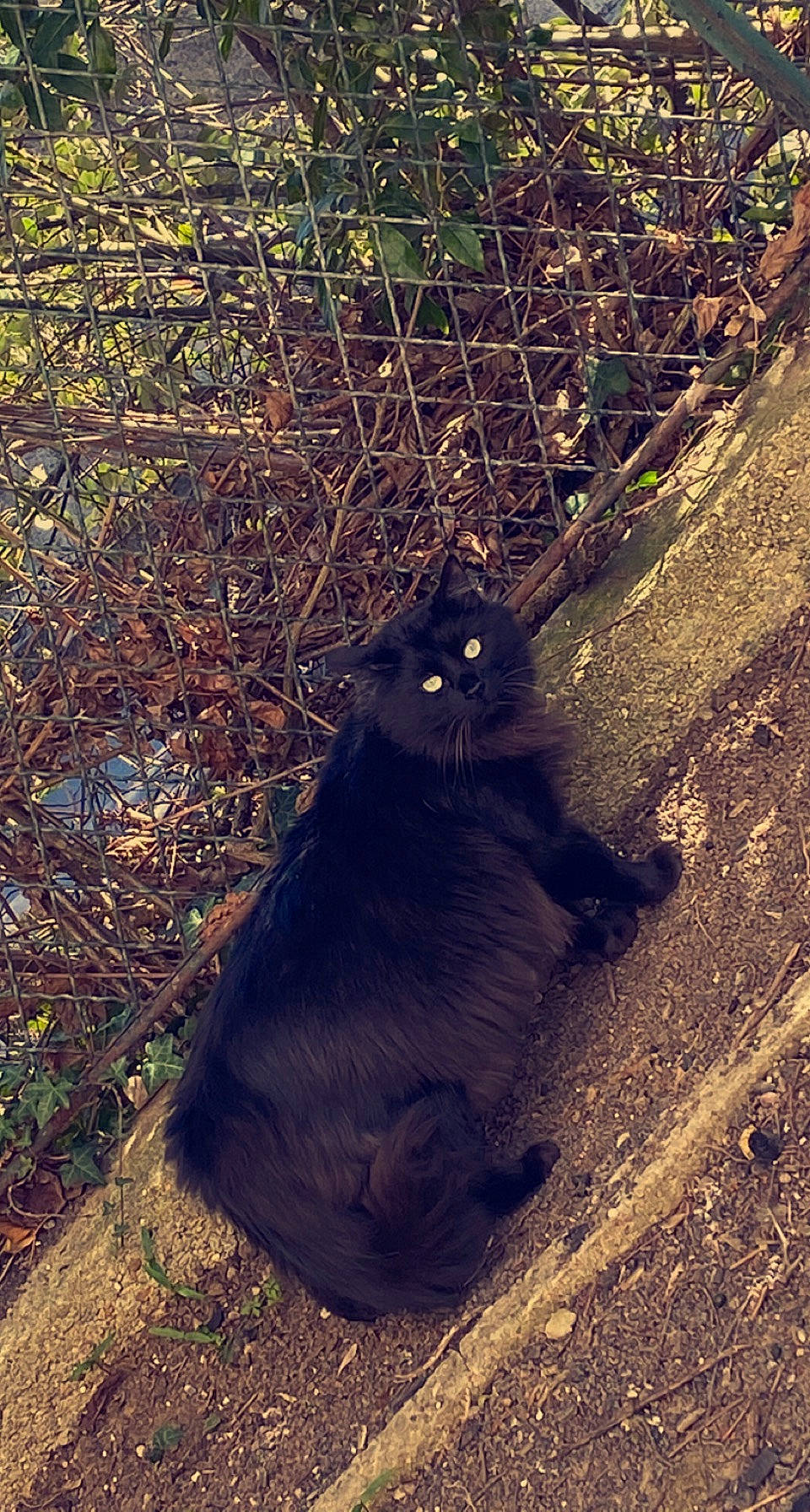 Chocolat a rejoint le concours — aidez-le/la à gagner de superbes lots ! branch, carnivore, cat, felidae, fur, grass, mammal, road_surface, small_to_medium_sized_cats, snout, soil, sunlight, tail, terrestrial_animal, tints_and_shades, trunk, twig, vertebrate, whiskers, wood