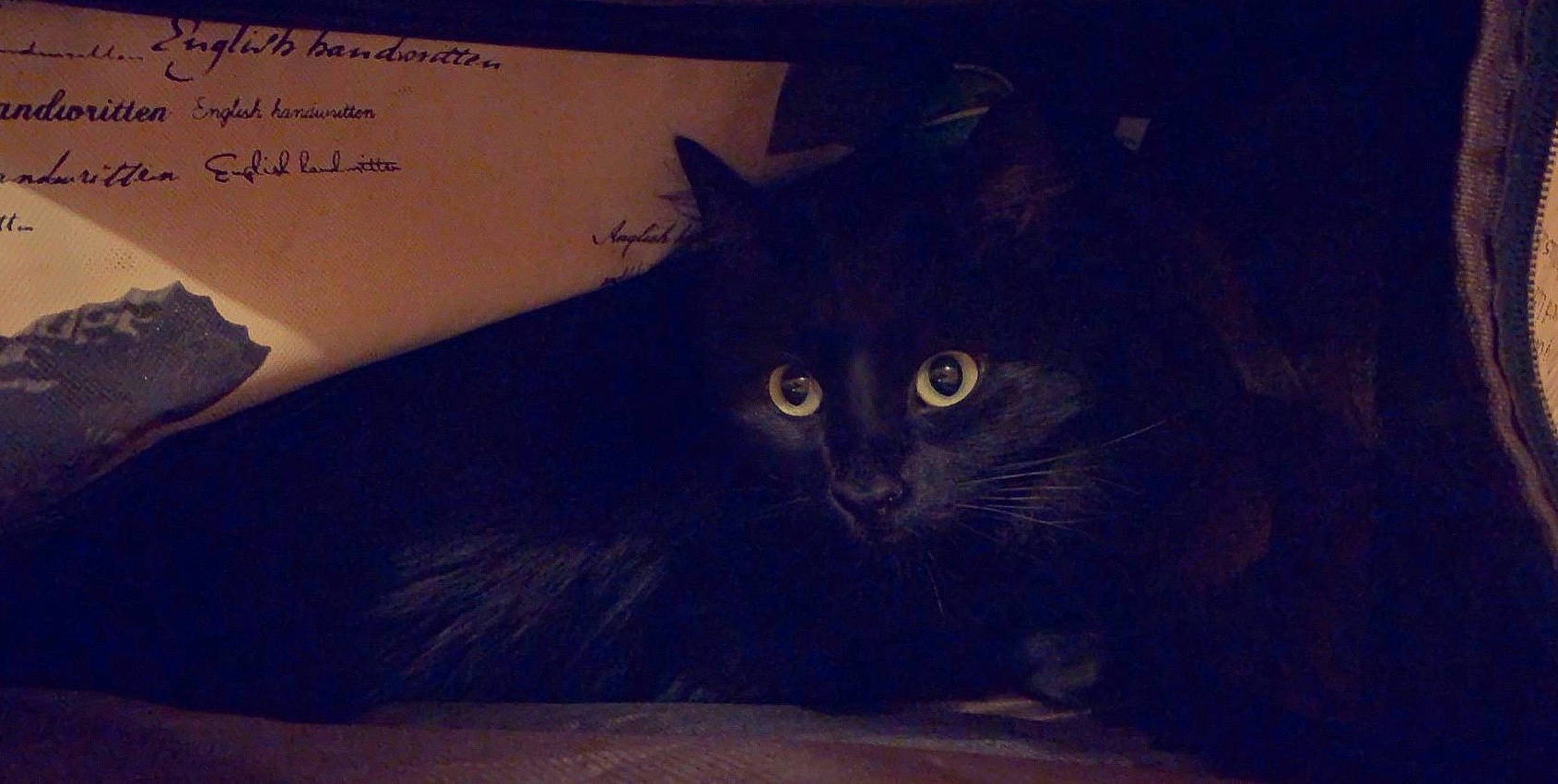 Chocolat a rejoint le concours — aidez-le/la à gagner de superbes lots ! black_cat, carnivore, cat, comfort, darkness, domestic_short_haired_cat, electric_blue, felidae, font, fur, handwriting, night, paper_product, room, small_to_medium_sized_cats, tail, tints_and_shades, whiskers, window