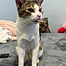 cat, tabby_cat, white_cat, pet, tongue_out, indoor, bed, blanket, pillow, remote_control, feline, whiskers, ears, cute, animal, domestic_animal, fur, sitting, playful, home