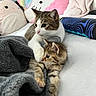 cat, kitten, bed, blanket, plush_pillow, unicorn_pillow, bunny_pillow, white_bedspread, indoor, cute, snuggling, cozy, fur, animal, pet, resting, soft, comfort, domestic, feline