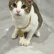 Leo is registered to the contest to win money with this photo: cat, pet, animal, feline, white_fur, brown_fur, gold_chain, medallion, sitting, floor, curious, wide_eyes, indoor, tile_floor, whiskers, ears, paws, looking_up, cute, domestic_cat