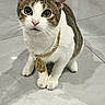 cat, pet, animal, feline, white_fur, brown_fur, gold_chain, medallion, sitting, floor, curious, wide_eyes, indoor, tile_floor, whiskers, ears, paws, looking_up, cute, domestic_cat