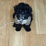 puppy, dog, black_dog, pet, indoor, floor, wooden_floor, curious, cute, animal, canine, small_dog, sitting, looking_up, fur, collar, leash, young_dog, adorable, domestic_animal