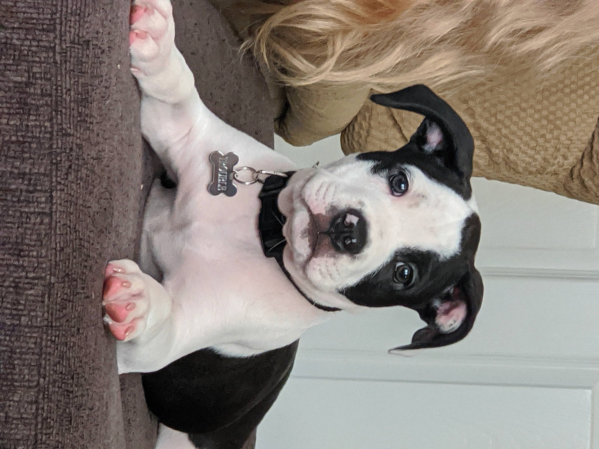Trouble is registered to the contest to win money with this photo: american_bulldog, boston_terrier, canidae, carnivore, companion_dog, dog, dog_breed, ear, fawn, french_bulldog, non_sporting_group, puppy, snout