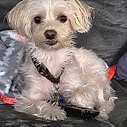 Bella joined the competition — help win amazing prizes! dog, small_dog, white_dog, fluffy, pet, canine, indoor, couch, blanket, relaxed, domestic_animal, fur, collar, leash, paw, sitting, cute, companion, animal, resting