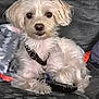 dog, small_dog, white_dog, fluffy, pet, canine, indoor, couch, blanket, relaxed, domestic_animal, fur, collar, leash, paw, sitting, cute, companion, animal, resting