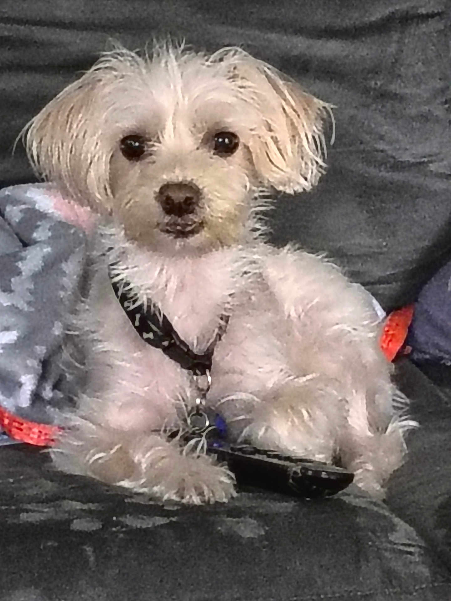 Bella