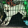dog, crate, blanket, indoor, pet, resting, white_dog, metal_bars, floor, carpet, animal, cage, paw, cozy, green_light, leash, relaxed, pet_bed, fur, sleepy