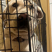 Moose joined the competition — help win amazing prizes! dog, crate, cage, indoor, pet, white_dog, metal_bars, close_up, animal, canine, collar, looking, face, fur, pet_care, home, resting, waiting, expression, fence