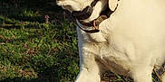 Moose is registered to the contest to win money with this photo: dog, white_dog, outdoor, grass, collar, pet, animal, canine, nature, walking, sunlight, happy, tongue, mammal, ears, snout, paw, fur, daytime, closeup