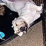 dog, crate, indoor, carpet, sleeping, relaxed, toy, pet, canine, fur, mouth, teeth, paw, resting, animal, cage, light_color, cozy, cute, funny