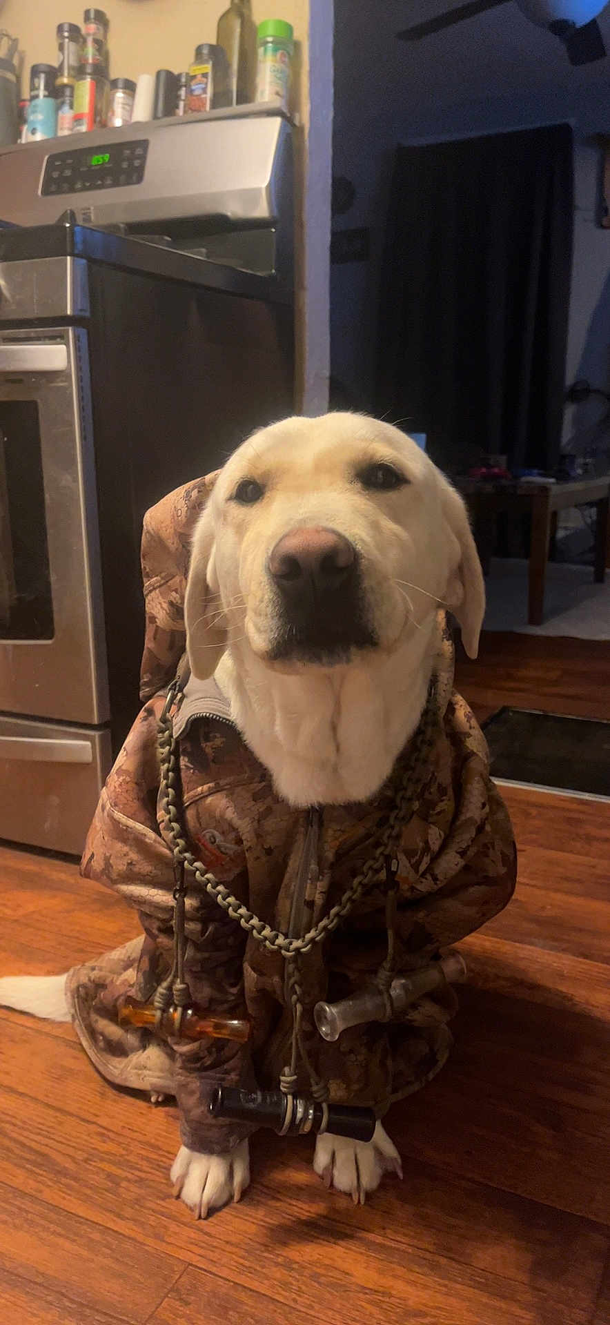 Moose is registered to the contest to win money with this photo: dog, yellow_labrador, camo_jacket, duck_calls, wooden_floor, indoors, kitchen, appliance, stove, pet, animal, sitting, brown, white_paws, leisure, household, companion, cute, domestic, portrait