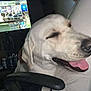 Moose is registered to the contest to win money with this photo: dog, white_dog, tongue_out, indoor, chair, television, screen, relaxed, happy, pet, animal, living_room, couch, dark_room, house, comfort, close_up, canine, friend, companion