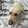 dog, snow, wooden_deck, winter, pet, canine, outdoor, curious, light_fur, animal, cold, footwear, jeans, brown_eyes, nose, paw, standing, looking_up, frozen, nature
