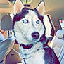 animal, architecture, bodypart, building, canine, car, car_interior, carseat, cushion, dog, eskimodog, headrest, homedecor, husky, outdoors, pet, puppy, shelter, transportation, vehicle