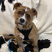 Fred is registered to the contest to win money with this photo: dog, small_dog, scruffy, brown_fur, black_harness, leash, pet, indoor, blanket, black_and_white, fur, cute, canine, sitting, looking_up, animal, companion, domestic, friendly, fluffy