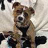 dog, small_dog, scruffy, brown_fur, black_harness, leash, pet, indoor, blanket, black_and_white, fur, cute, canine, sitting, looking_up, animal, companion, domestic, friendly, fluffy