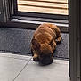 Rubben participe au concours pour gagner de l'argent avec cette photo : dog, puppy, french_bulldog, brown_dog, indoor, mat, sliding_door, glass_door, tile_floor, resting, pet, animal, cute, small_dog, floor, door_frame, outdoor, sand, grass, calm