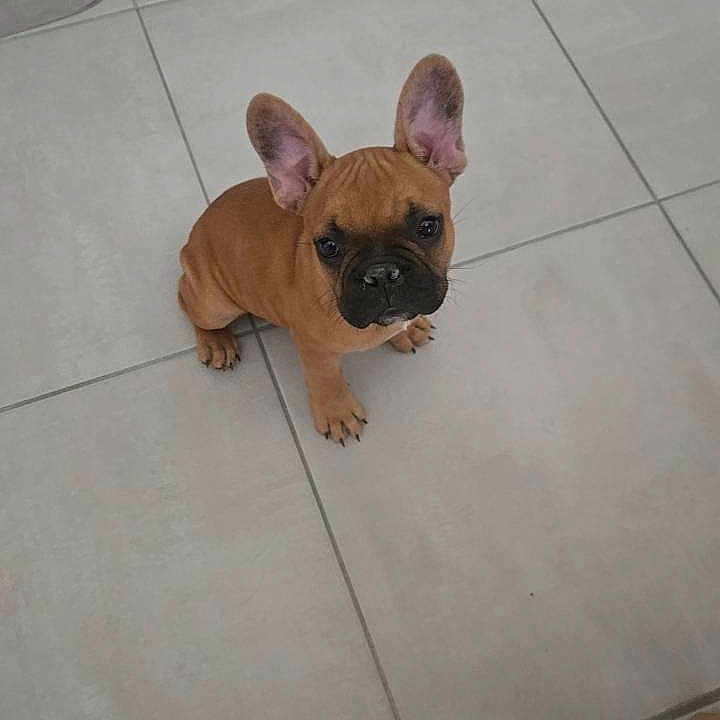 Rubben a rejoint le concours — aidez-le/la à gagner de superbes lots ! adorable, animal, brown, canine, companion, cute, dog, domestic, ears, floor, french_bulldog, indoor, looking_up, mammal, pet, puppy, sitting, small, tile, young