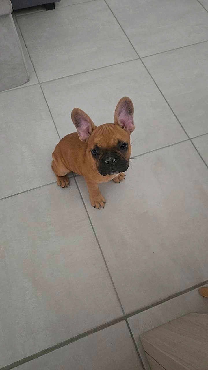 Rubben a rejoint le concours — aidez-le/la à gagner de superbes lots ! dog, puppy, french_bulldog, brown, ears, floor, tile, indoor, pet, cute, small, animal, looking_up, sitting, young, mammal, adorable, companion, domestic, canine