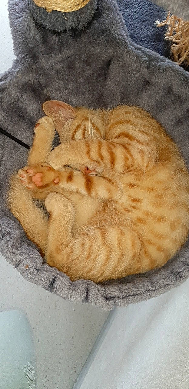 Ricky a rejoint le concours — aidez-le/la à gagner de superbes lots ! arabian_mau, carnivore, cat, cat_bed, domestic_short_haired_cat, dragon_li, european_shorthair, fawn, felidae, fur, nap, small_to_medium_sized_cats, tabby_cat, whiskers