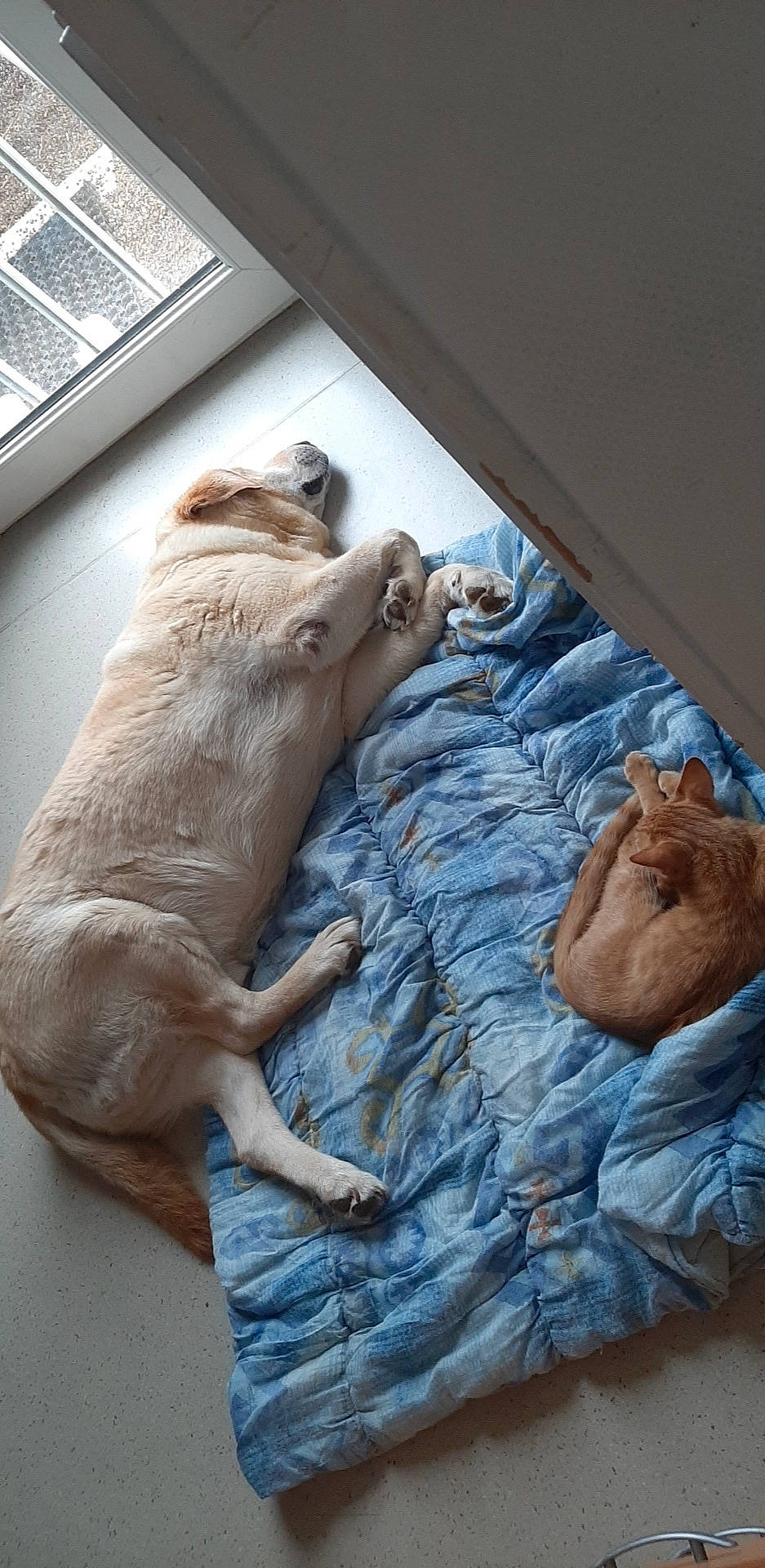 Eragone participe au concours pour gagner de l'argent avec cette photo : canidae, carnivore, companion_dog, dog, dog_breed, fawn, pug, puppy, retriever, snout, sporting_group