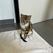 Nala participe au concours pour gagner de l'argent avec cette photo : kitten, cat, tabby, towel, floor, indoor, pet, animal, small, cute, whiskers, ears, tail, fur, looking_down, sitting, home, domestic, young, striped