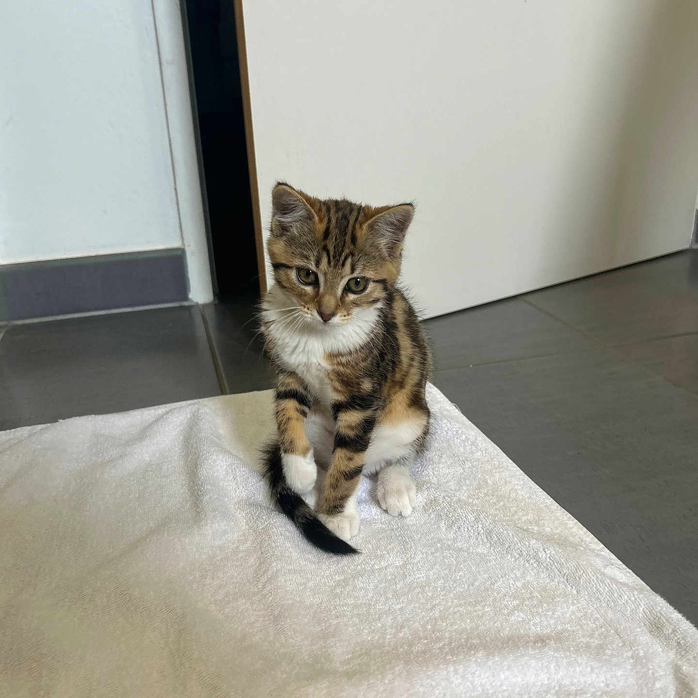 Nala participe au concours pour gagner de l'argent avec cette photo : animal, cat, cute, domestic, ears, floor, fur, home, indoor, kitten, looking_down, pet, sitting, small, striped, tabby, tail, towel, whiskers, young