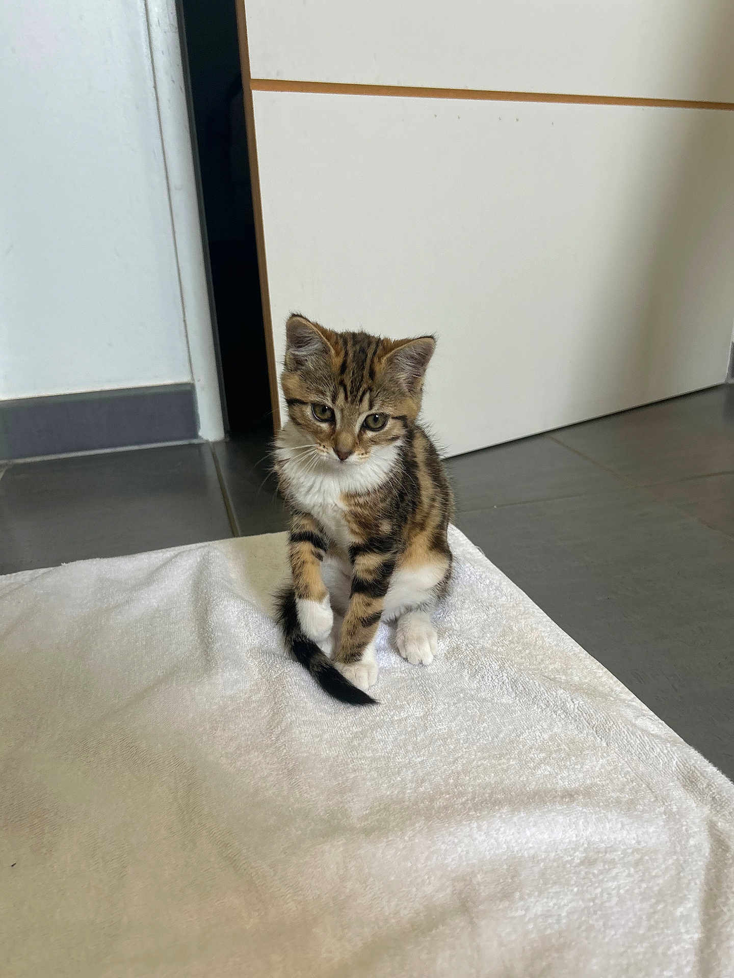 Nala participe au concours pour gagner de l'argent avec cette photo : kitten, cat, tabby, towel, floor, indoor, pet, animal, small, cute, whiskers, ears, tail, fur, looking_down, sitting, home, domestic, young, striped