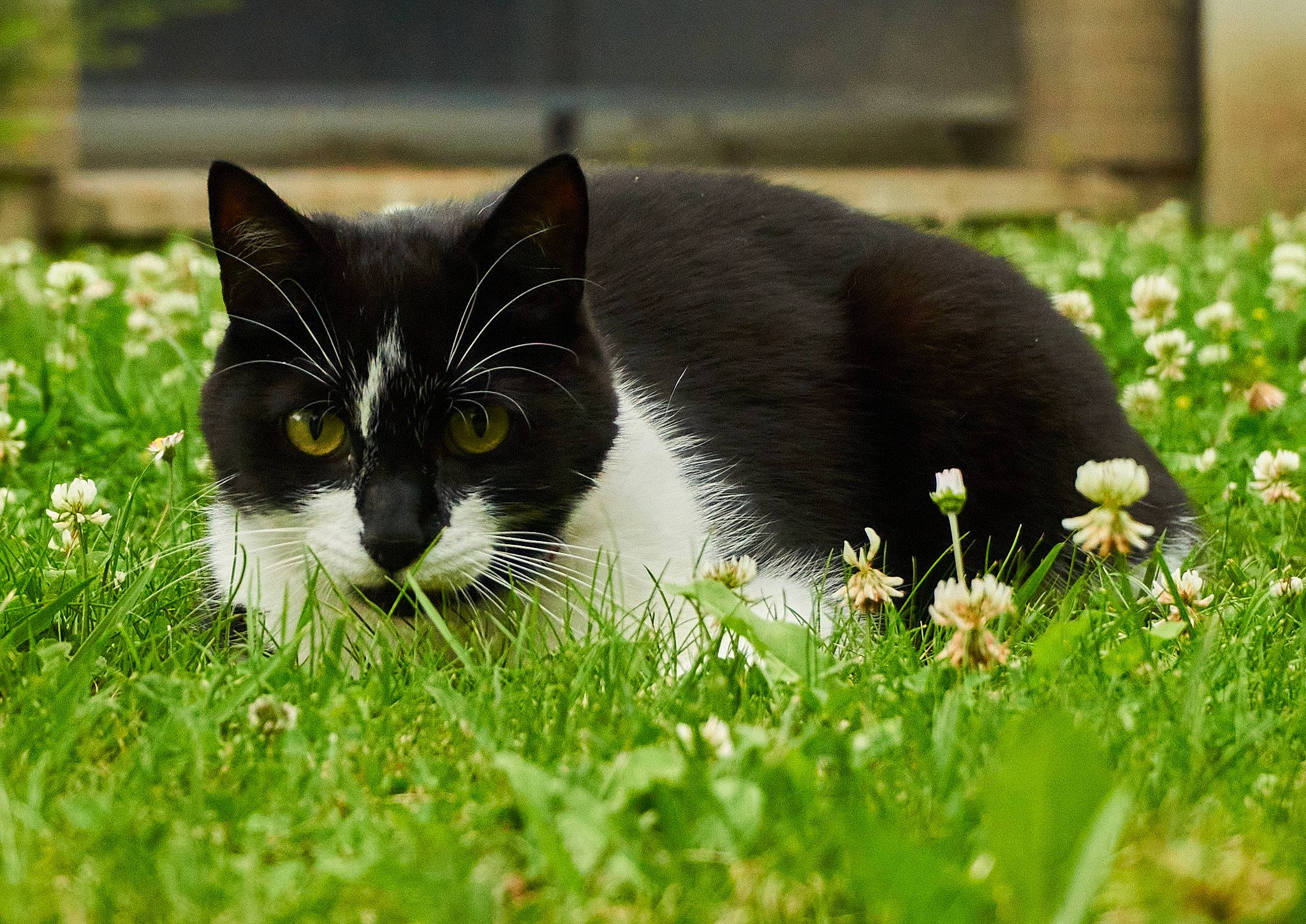 Linux a rejoint le concours — aidez-le/la à gagner de superbes lots ! black_cat, carnivore, cat, domestic_short_haired_cat, felidae, flooring, flower, flowering_plant, fur, grass, grassland, groundcover, herb, meadow, plant, small_to_medium_sized_cats, snout, tail, terrestrial_animal, whiskers