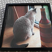 Banane a rejoint le concours — aidez-le/la à gagner de superbes lots ! animal, bottle, cat, computer, computerhardware, electronics, glass, hardware, hardwood, indoors, interiordesign, kitten, manx, monitor, pet, photoframe, slate, tabletcomputer, window, wood