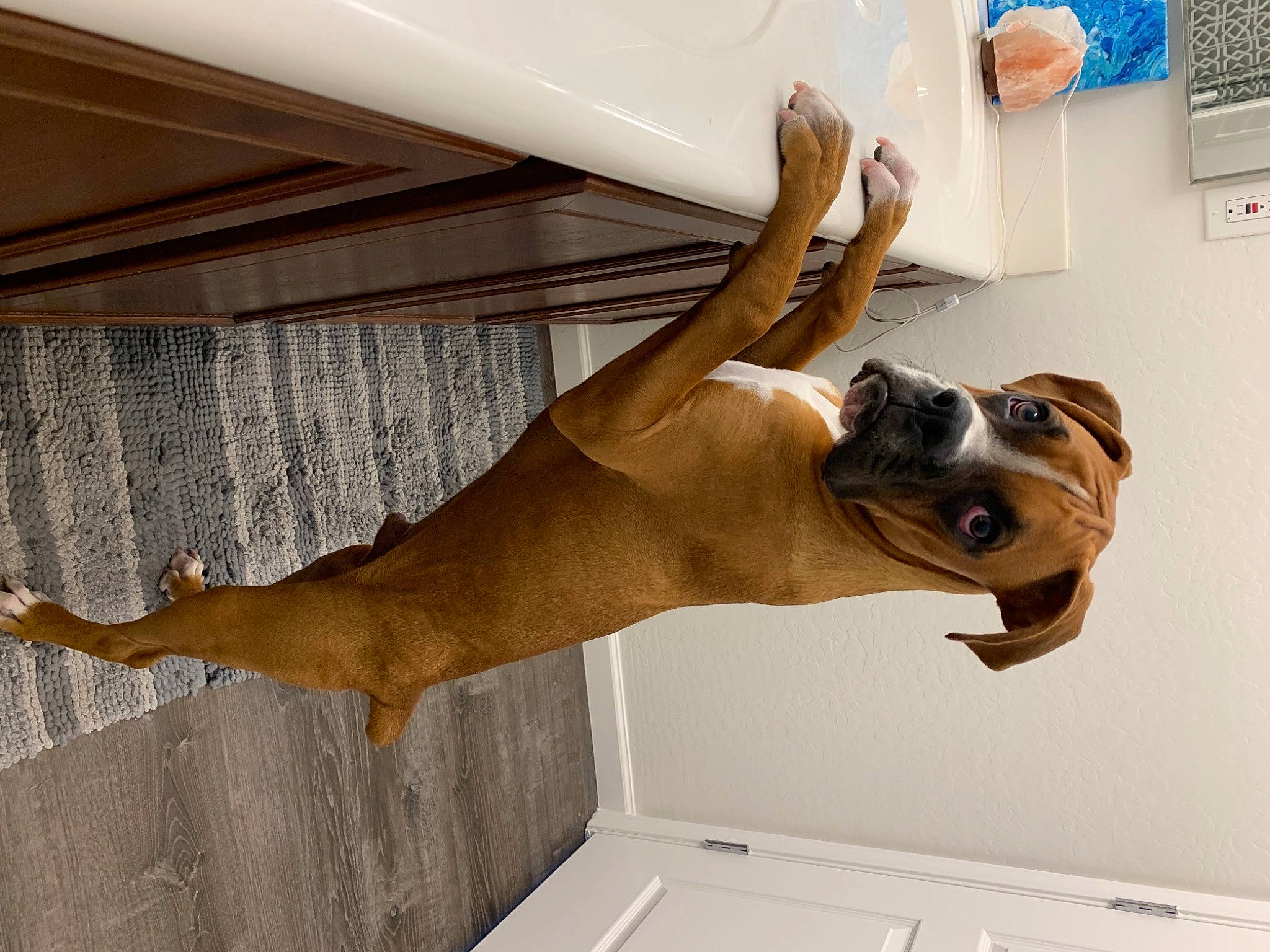Rory joined the competition — help win amazing prizes! american_bulldog, american_staffordshire_terrier, black_mouth_cur, boerboel, boxer, bulldog, canidae, carnivore, dog, dog_breed, fawn, non_sporting_group, old_english_bulldog, olde_english_bulldogge, pit_bull, puppy