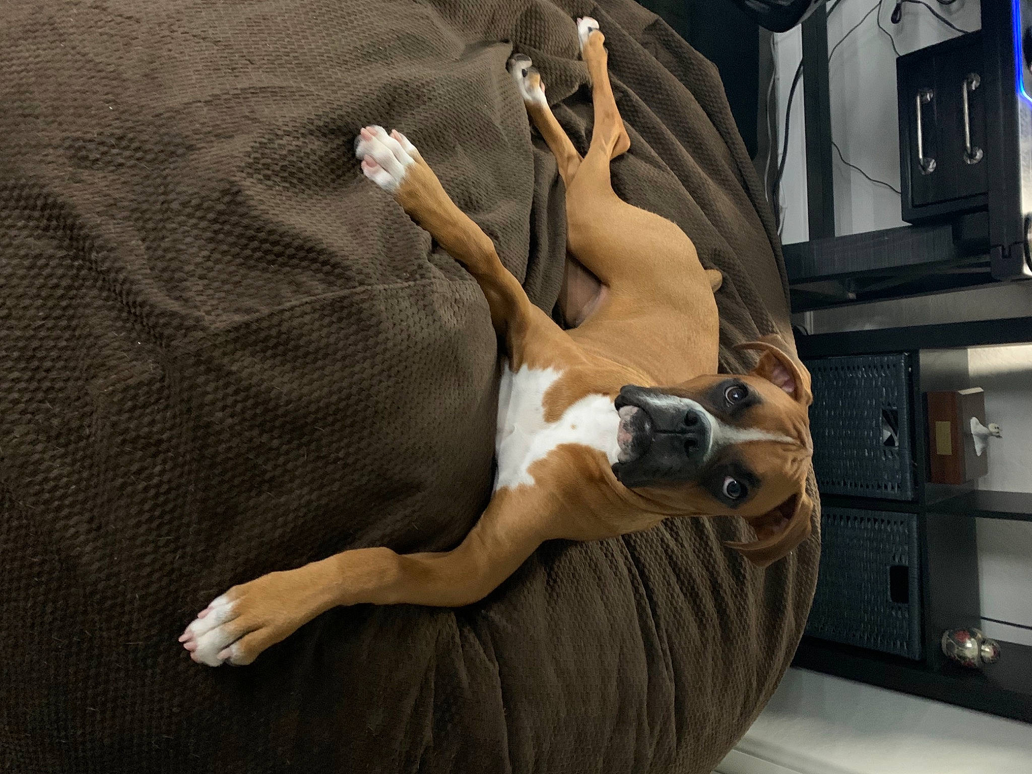 Rory joined the competition — help win amazing prizes! american_staffordshire_terrier, boston_terrier, canidae, carnivore, companion_dog, dog, dog_breed, fawn, lurcher, non_sporting_group, olde_english_bulldogge, whippet